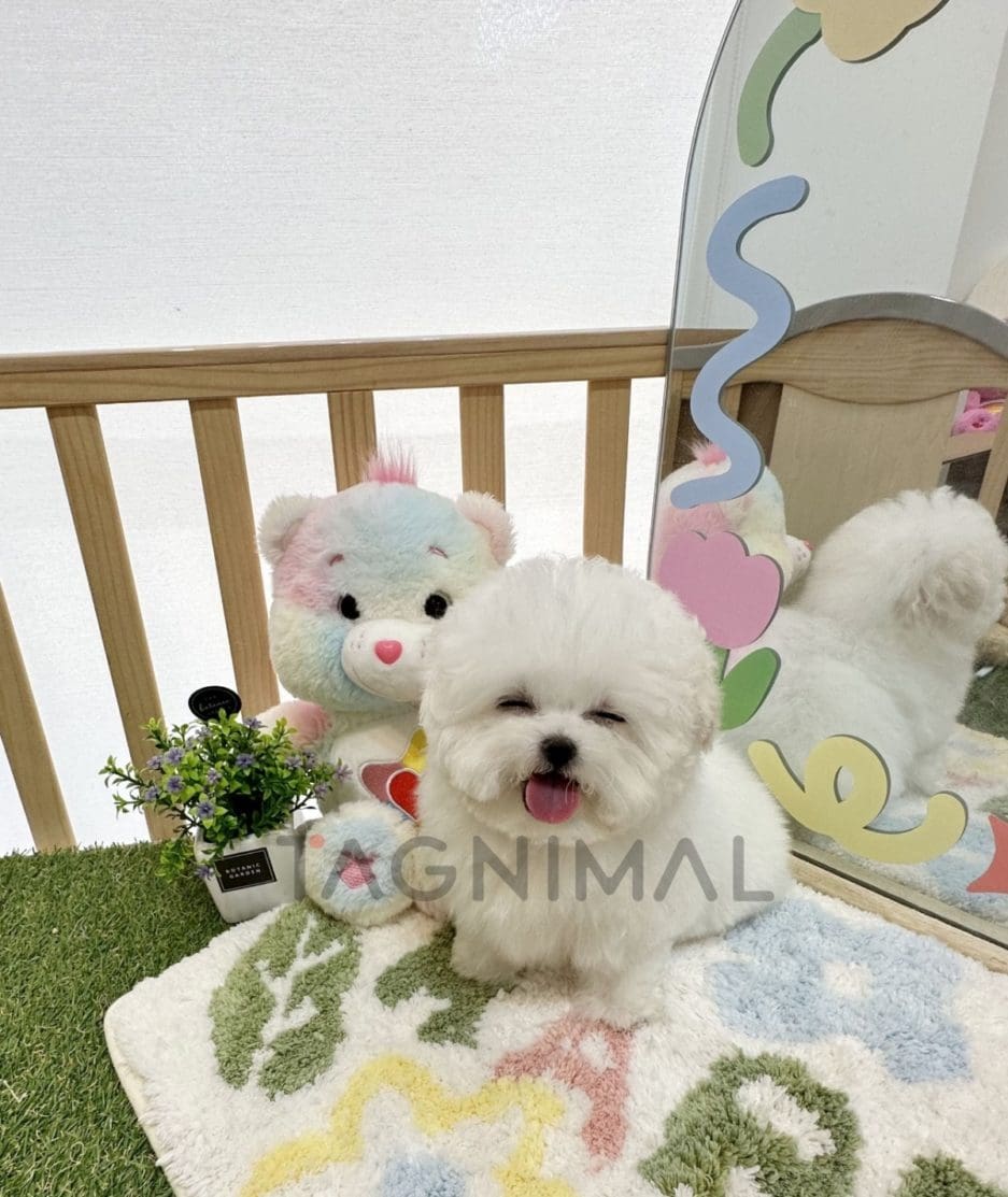 Bichon puppy for sale, dog for sale at Tagnimal