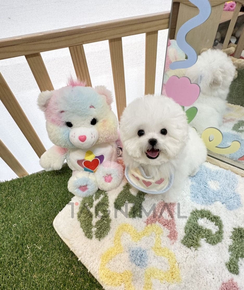 Bichon puppy for sale, dog for sale at Tagnimal