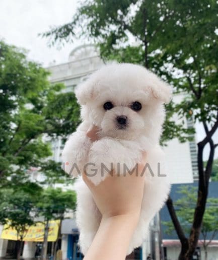 Bichon puppy for sale, dog for sale at Tagnimal