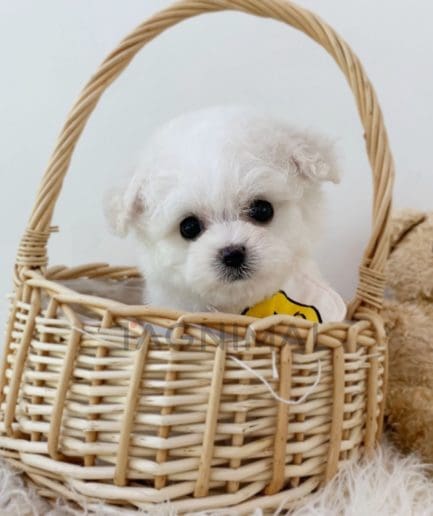 Bichon puppy for sale, dog for sale at Tagnimal