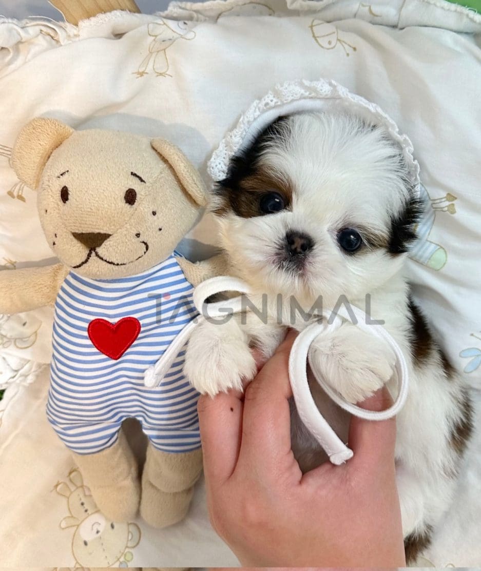 Shih Tzu puppy for sale, dog for sale at Tagnimal