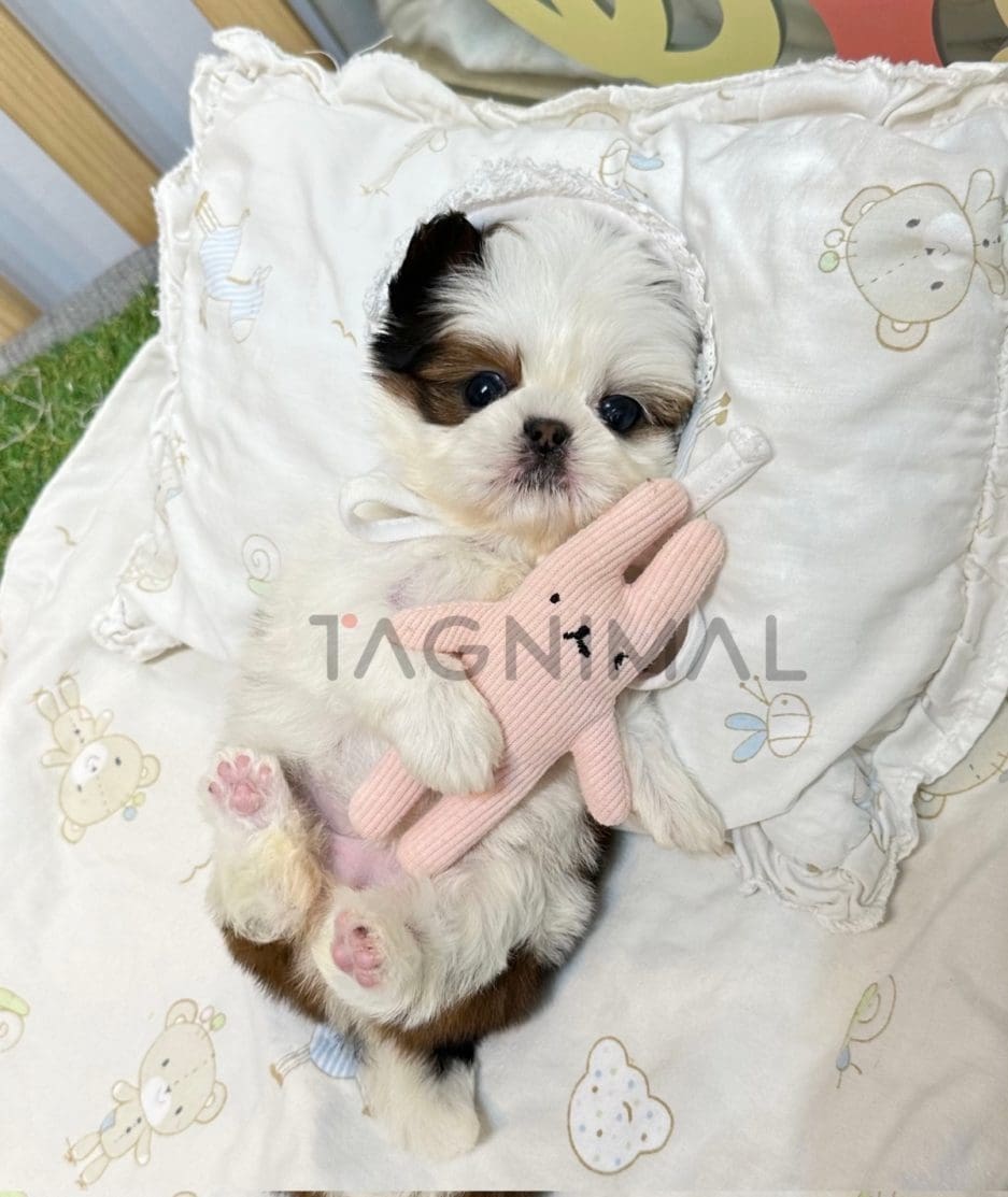 Shih Tzu puppy for sale, dog for sale at Tagnimal