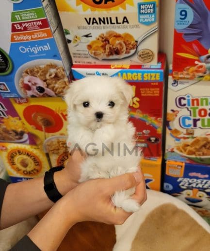 Maltese puppy for sale, dog for sale at Tagnimal