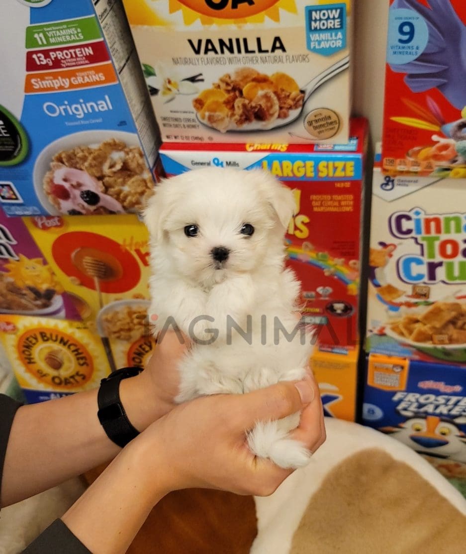 Maltese puppy for sale, dog for sale at Tagnimal