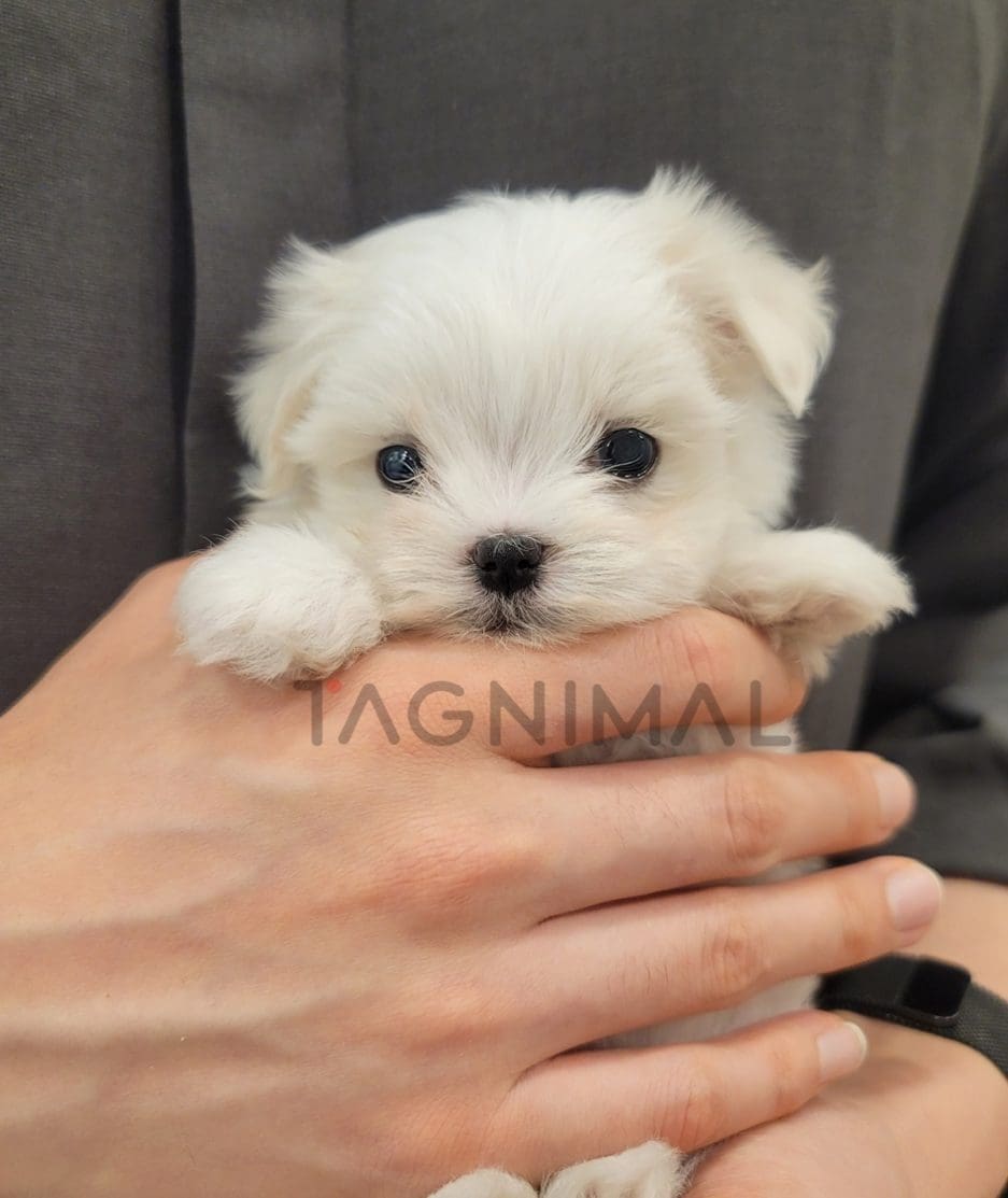 Maltese puppy for sale, dog for sale at Tagnimal