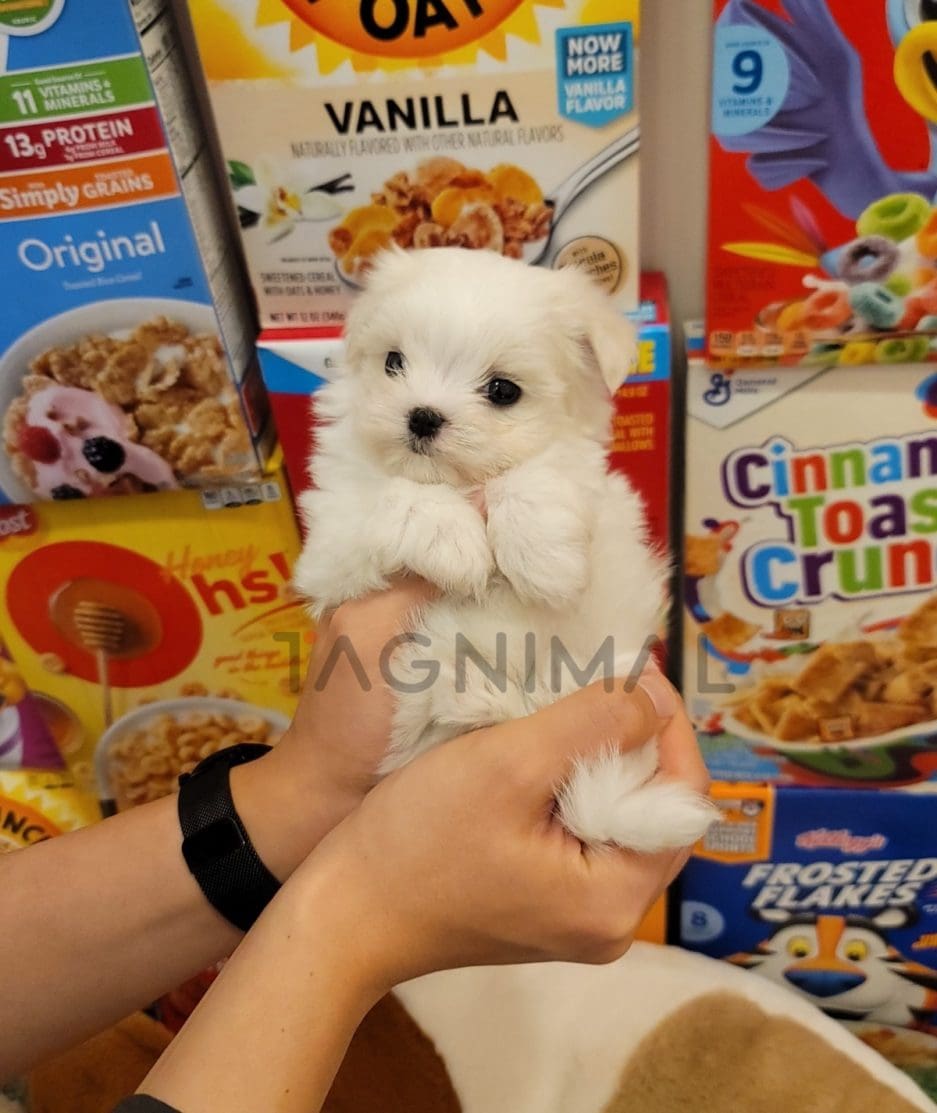 Maltese puppy for sale, dog for sale at Tagnimal