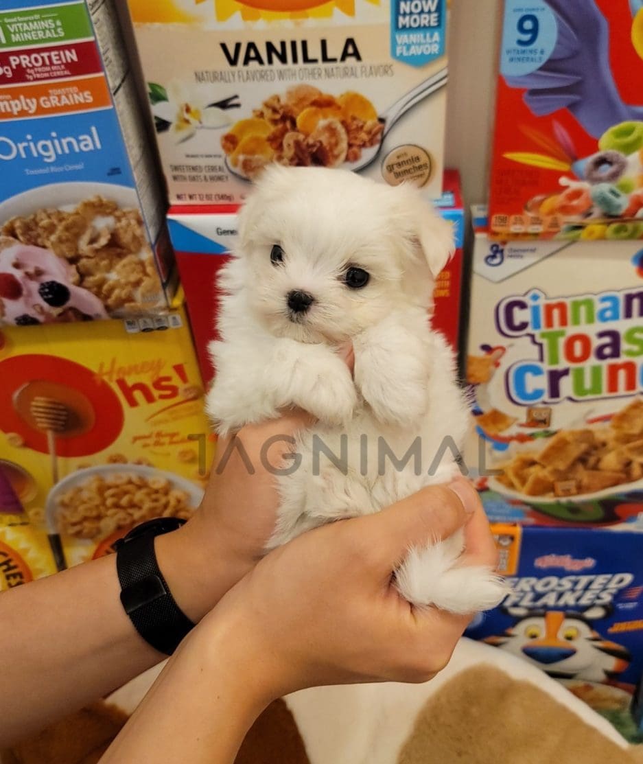 Maltese puppy for sale, dog for sale at Tagnimal