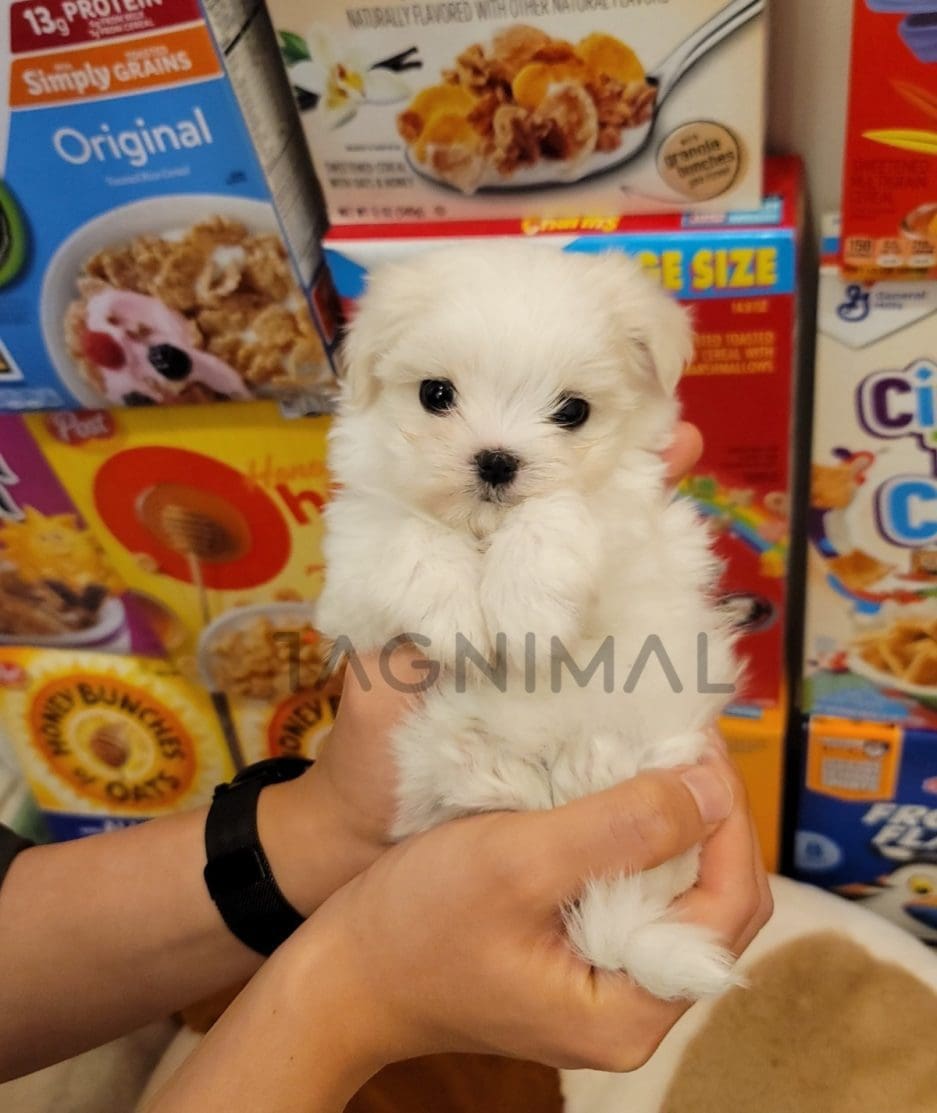 Maltese puppy for sale, dog for sale at Tagnimal