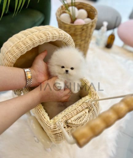 Pomeranian puppy for sale, dog for sale at Tagnimal