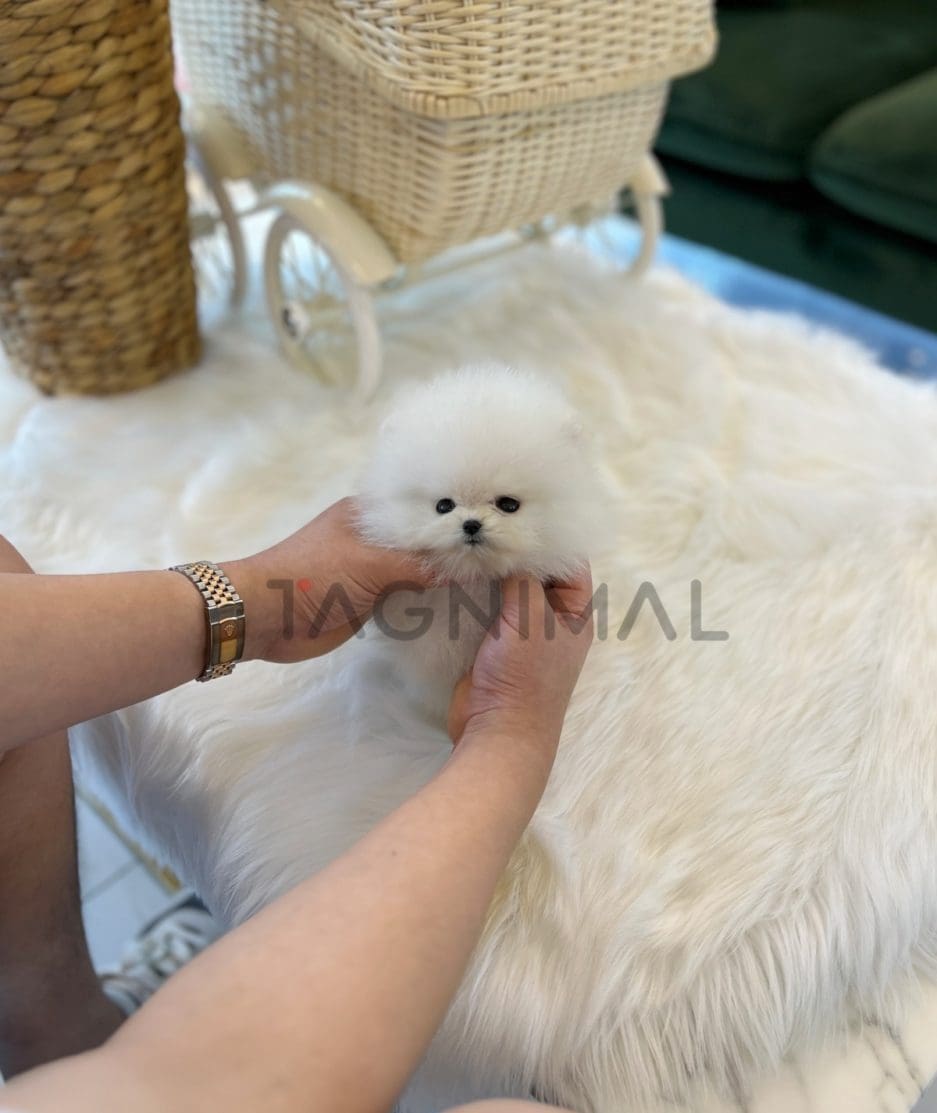 Pomeranian puppy for sale, dog for sale at Tagnimal