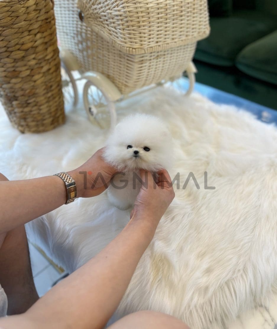 Pomeranian puppy for sale, dog for sale at Tagnimal