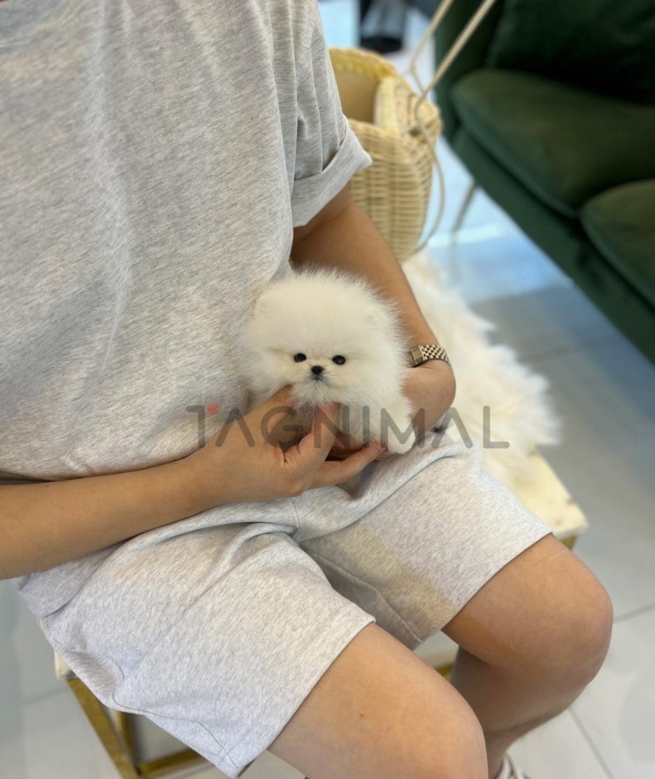 Pomeranian puppy for sale, dog for sale at Tagnimal