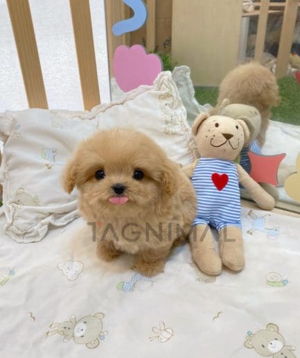 Maltipoo puppy for sale, dog for sale at Tagnimal