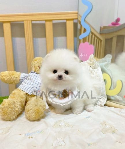 Pomeranian puppy for sale, dog for sale at Tagnimal