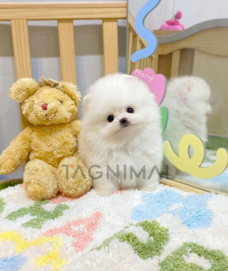 Pomeranian puppy for sale, dog for sale at Tagnimal