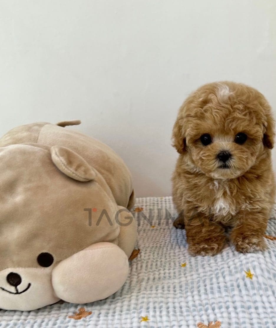 Maltipoo puppy for sale, dog for sale at Tagnimal