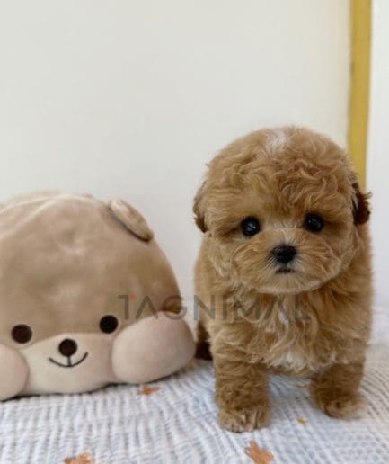 Maltipoo puppy for sale, dog for sale at Tagnimal