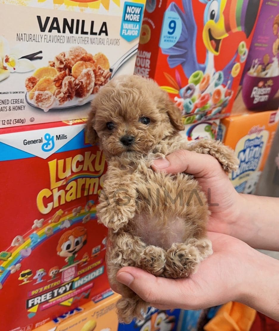 Maltipoo puppy for sale, dog for sale at Tagnimal