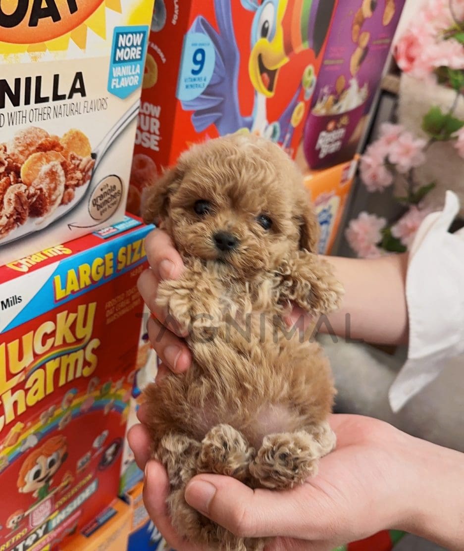 Maltipoo puppy for sale, dog for sale at Tagnimal