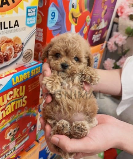 Maltipoo puppy for sale, dog for sale at Tagnimal