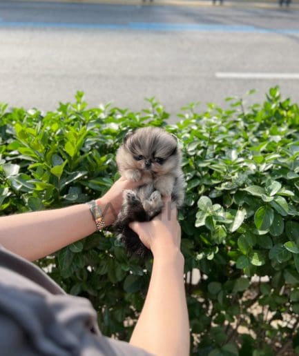 Pomeranian puppy for sale, dog for sale at Tagnimal