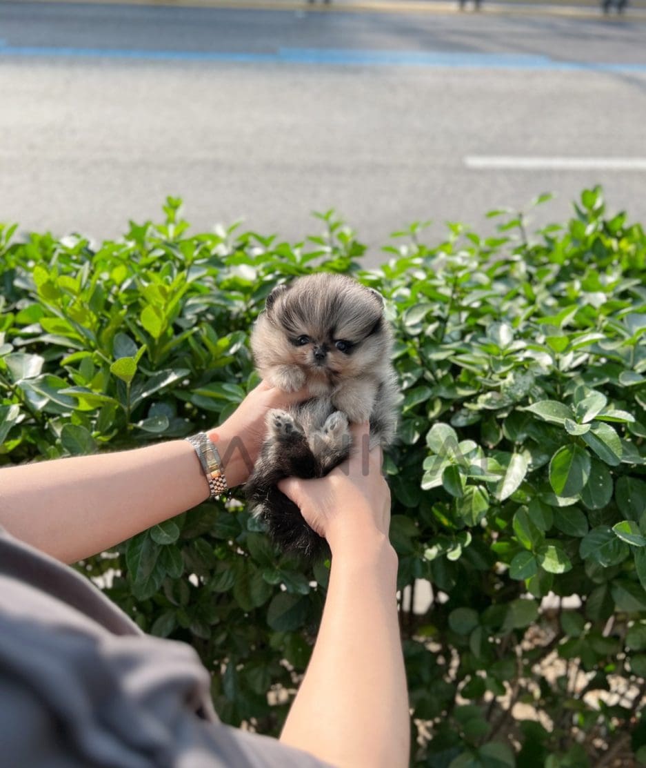 Pomeranian puppy for sale, dog for sale at Tagnimal