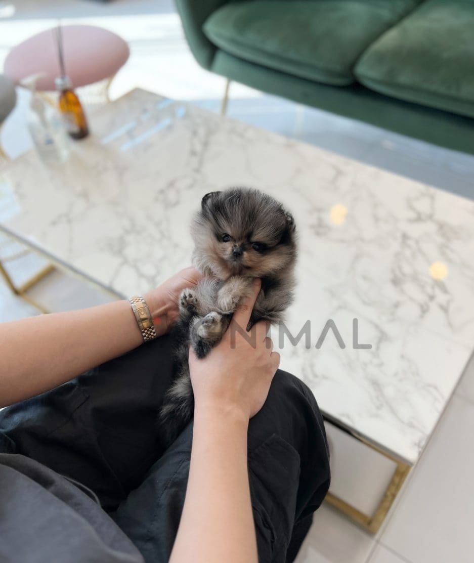 Pomeranian puppy for sale, dog for sale at Tagnimal