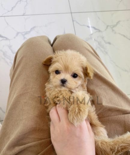 Maltipoo puppy for sale, dog for sale at Tagnimal