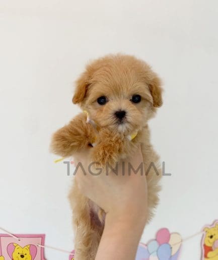 Maltipoo puppy for sale, dog for sale at Tagnimal