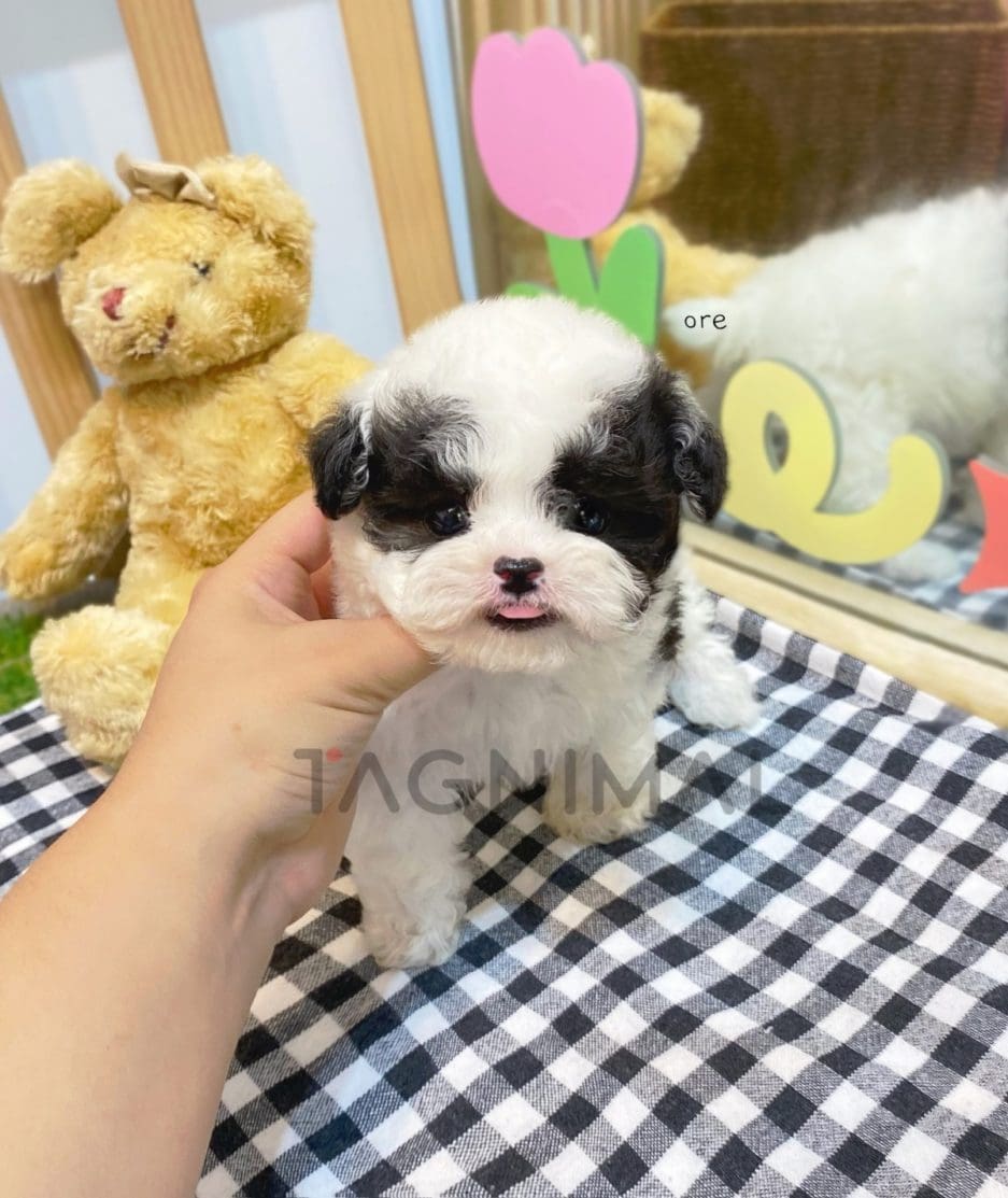 Poodle puppy for sale, dog for sale at Tagnimal