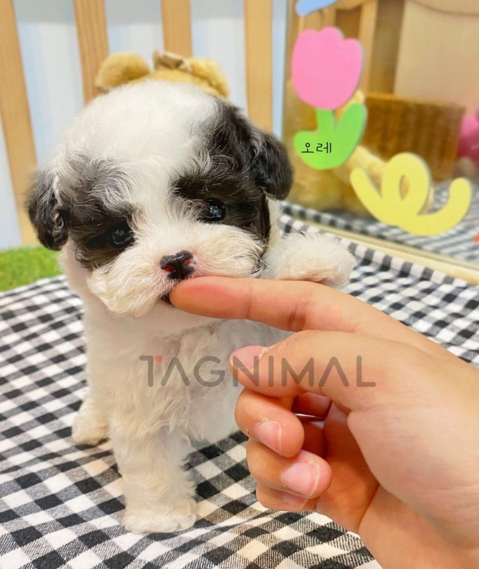 Poodle puppy for sale, dog for sale at Tagnimal