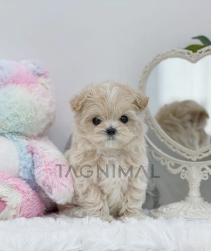 Maltipoo puppy for sale, dog for sale at Tagnimal