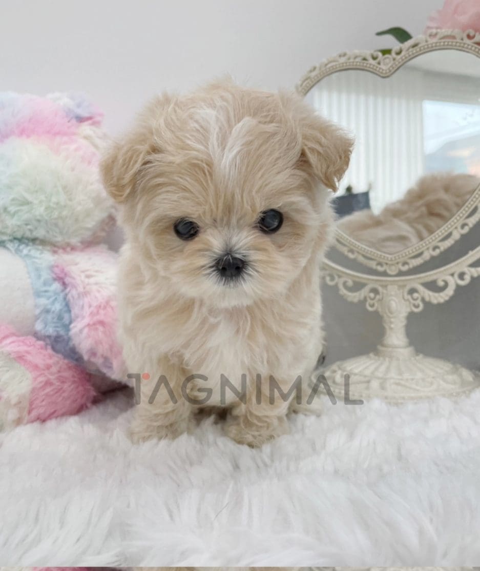 Maltipoo puppy for sale, dog for sale at Tagnimal