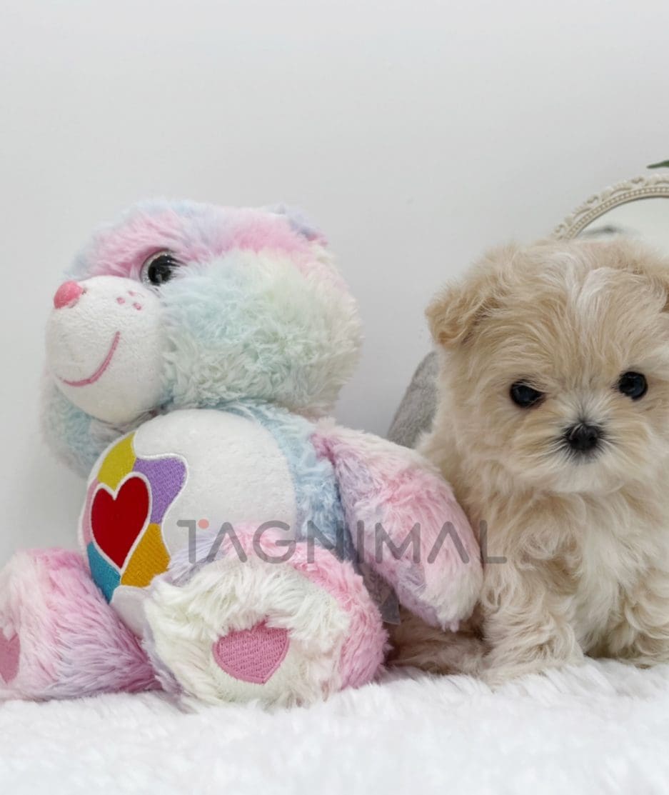 Maltipoo puppy for sale, dog for sale at Tagnimal