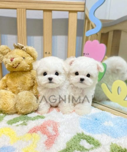 Bichon puppy for sale, dog for sale at Tagnimal