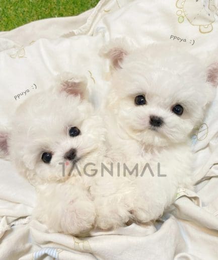 Bichon puppy for sale, dog for sale at Tagnimal