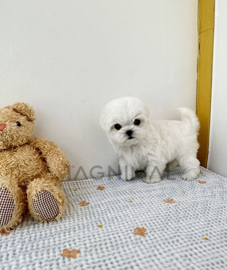 Maltese puppy for sale, dog for sale at Tagnimal