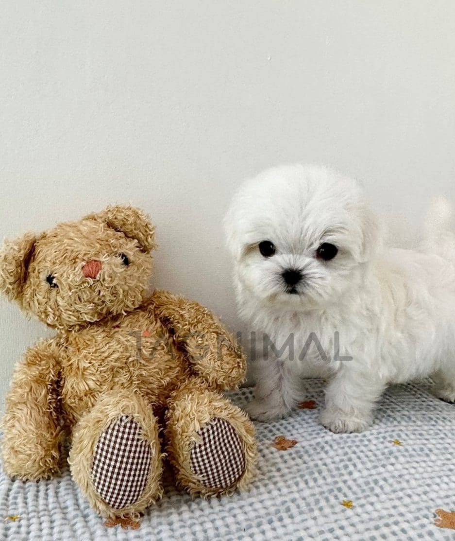 Maltese puppy for sale, dog for sale at Tagnimal