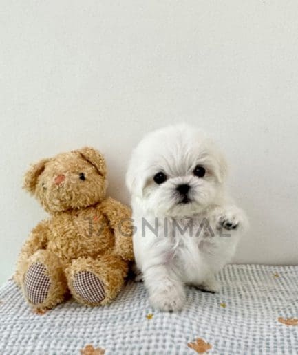 Maltese puppy for sale, dog for sale at Tagnimal