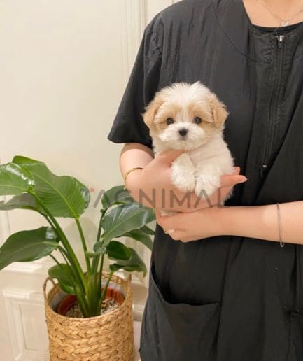 Maltipoo puppy for sale, dog for sale at Tagnimal