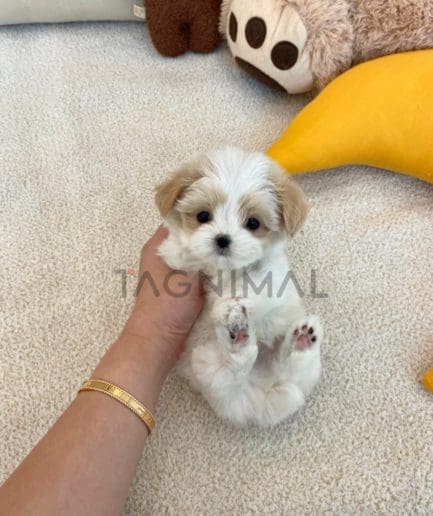 Maltipoo puppy for sale, dog for sale at Tagnimal