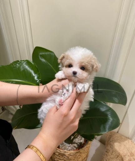 Poodle puppy for sale, dog for sale at Tagnimal