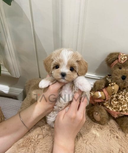 Maltipoo puppy for sale, dog for sale at Tagnimal