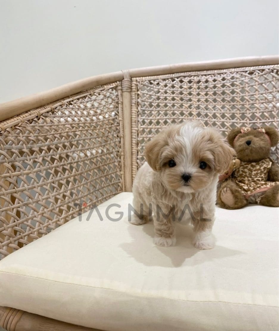 Maltipoo puppy for sale, dog for sale at Tagnimal