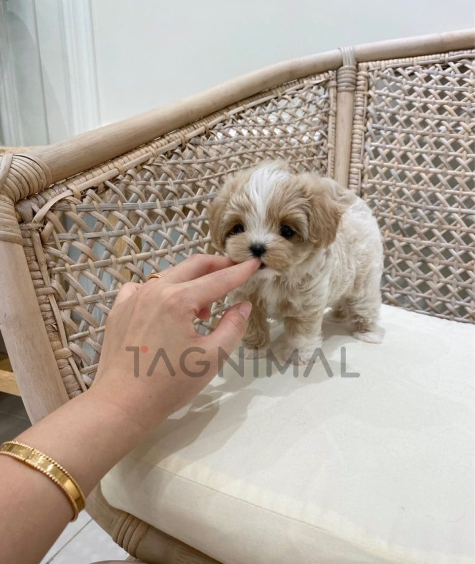 Maltipoo puppy for sale, dog for sale at Tagnimal