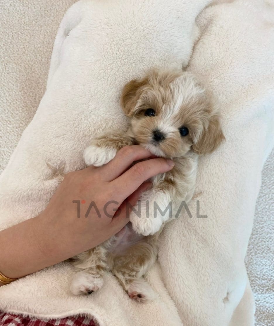 Maltipoo puppy for sale, dog for sale at Tagnimal