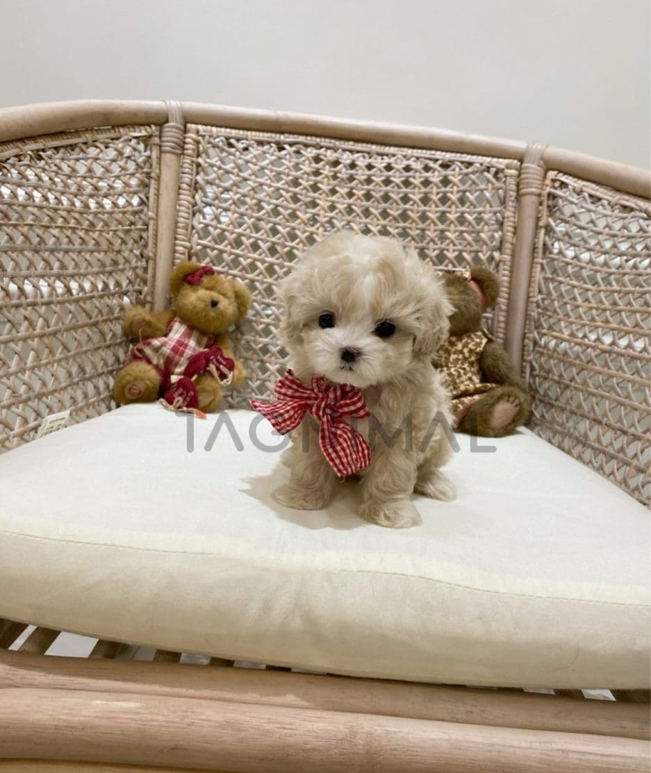 Maltipoo puppy for sale, dog for sale at Tagnimal