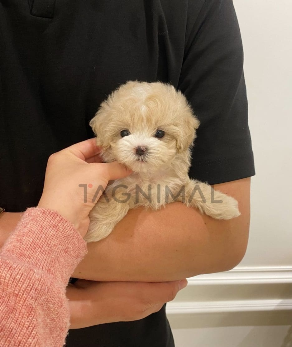 Maltipoo puppy for sale, dog for sale at Tagnimal