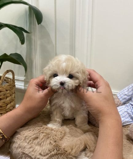 Maltipoo puppy for sale, dog for sale at Tagnimal