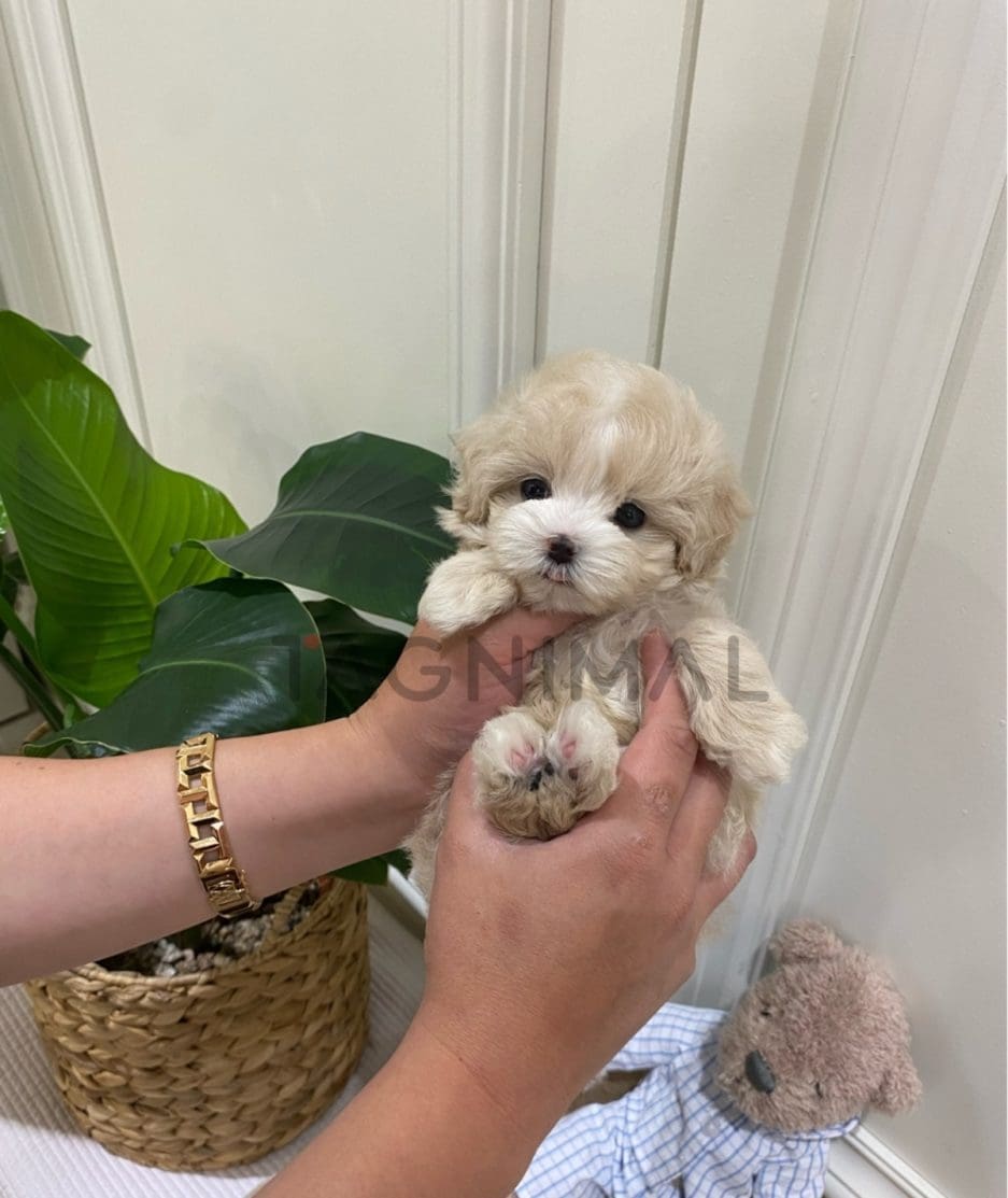 Maltipoo puppy for sale, dog for sale at Tagnimal